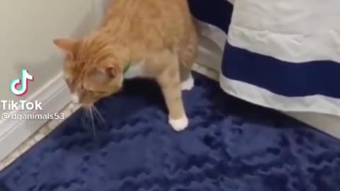 funny cat video