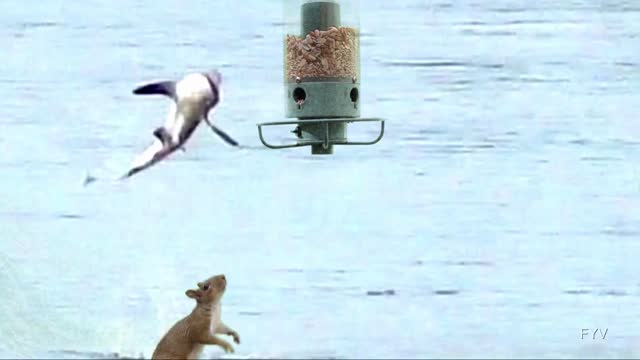 Squirrel spinners shark, funny video