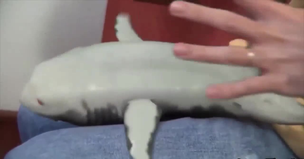 Laughing Shark Tickling sharks Funny shark Baby Shark so cute