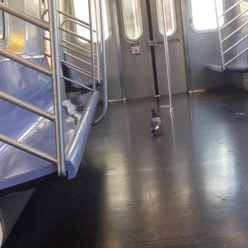 Pigeon in subway flies out of door when subway stops and opens