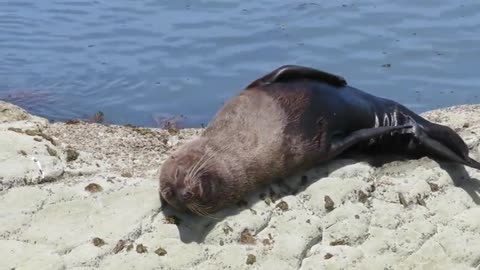 Sunbathing Seal