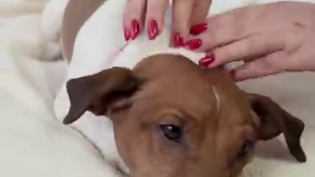 Helpful pup loves to scratch horse's back