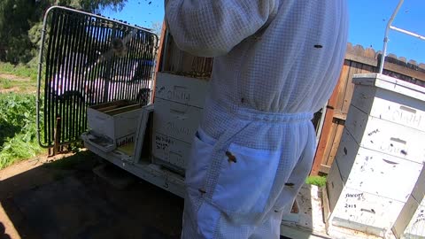 First hive opened Apr 1,2020 Part 1