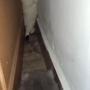 It's funny how two cats are afraid of mice