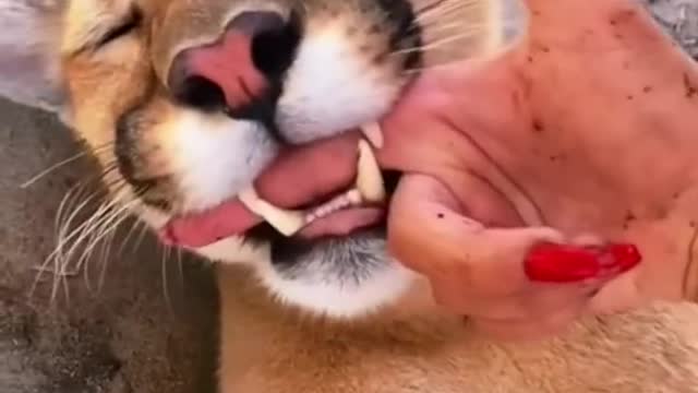 Big Cat mouthing affection! AMAZING!