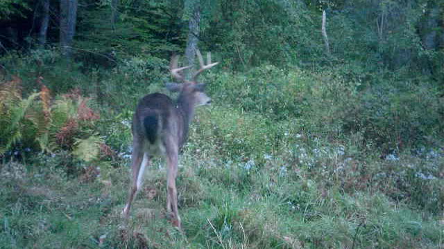 Proud Monster PA 8 point out in daylight