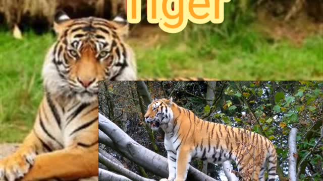 The best tiger of the world
