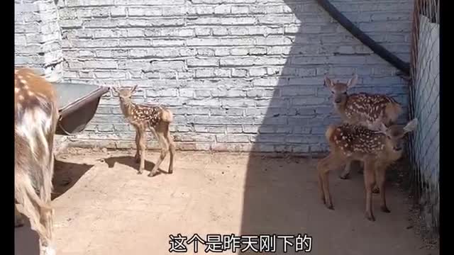 herd of sika deer