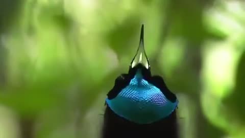 Beautiful Exotic Birds