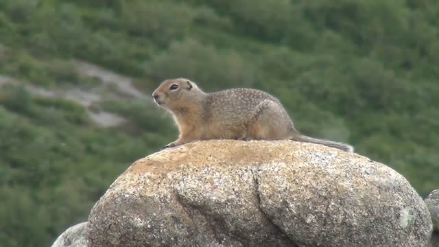 Wildlife Video Animals