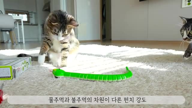 장난감뱀에 진심인 고양이들 반응ㅋㅋㅋ so Funny