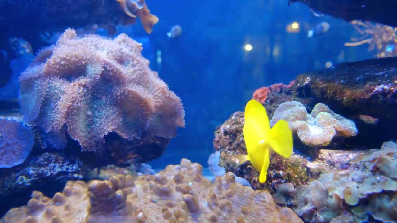 4K Aquarium for Relaxation 🐠 Water Sound 🐠Relax Meditation Music 🐠