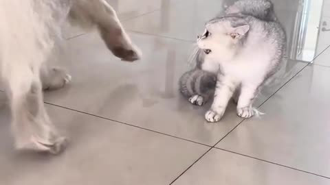 Hear the sound after dog come 😂😂😂