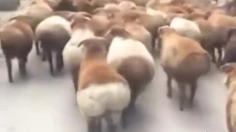 Animal Funny walk