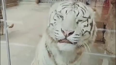 Tiger baby short video.