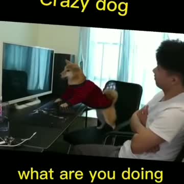 Crazy dog - What are you doing?