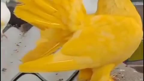 Best colorful Birds