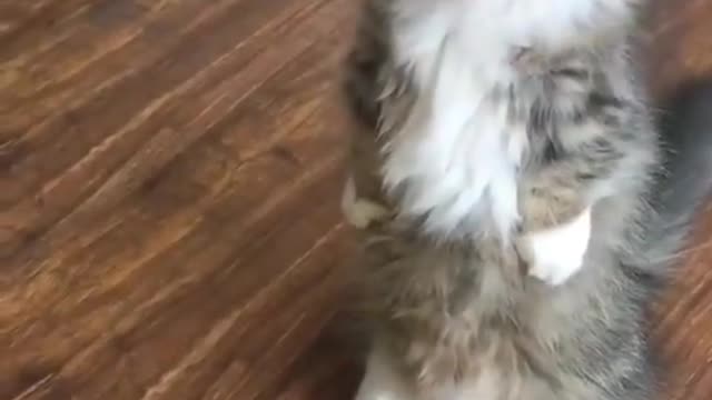 Cat video