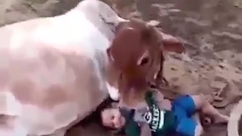 Baby and buffalo