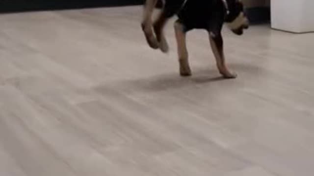 Superdancer dog