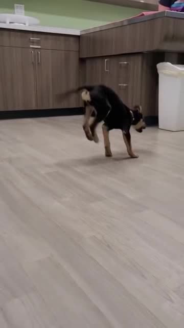 Superdancer dog