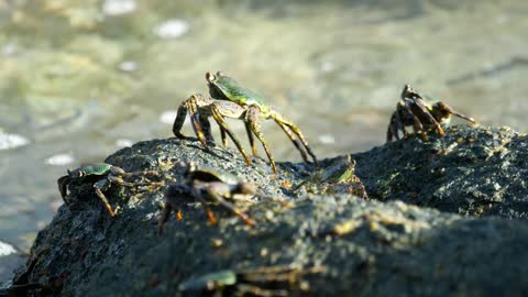 Group of crabs standing on a rock