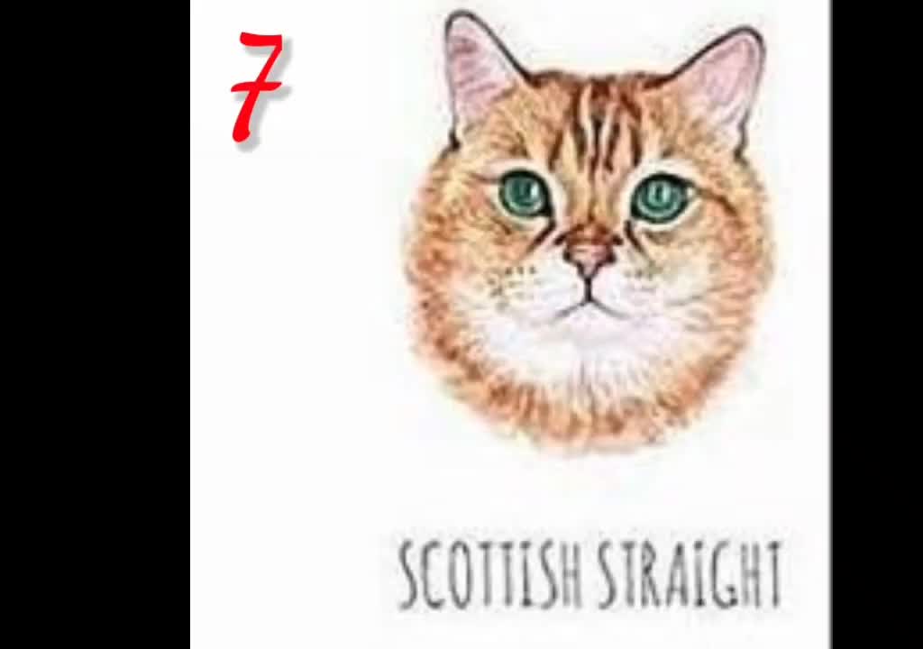 Funniest Cats - Bast Of The 2022 Funy Cat Smaller Videos - Funny Small Cat HD