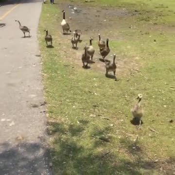 Watchout for the Geese.........