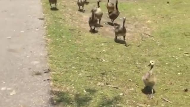 Watchout for the Geese.........