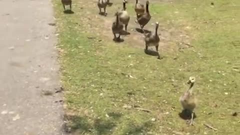 Watchout for the Geese.........