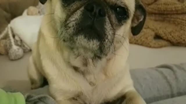 Cream pug gets head massaged while in bed