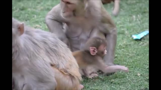 Monkey See Monkey Do - Baby Edition