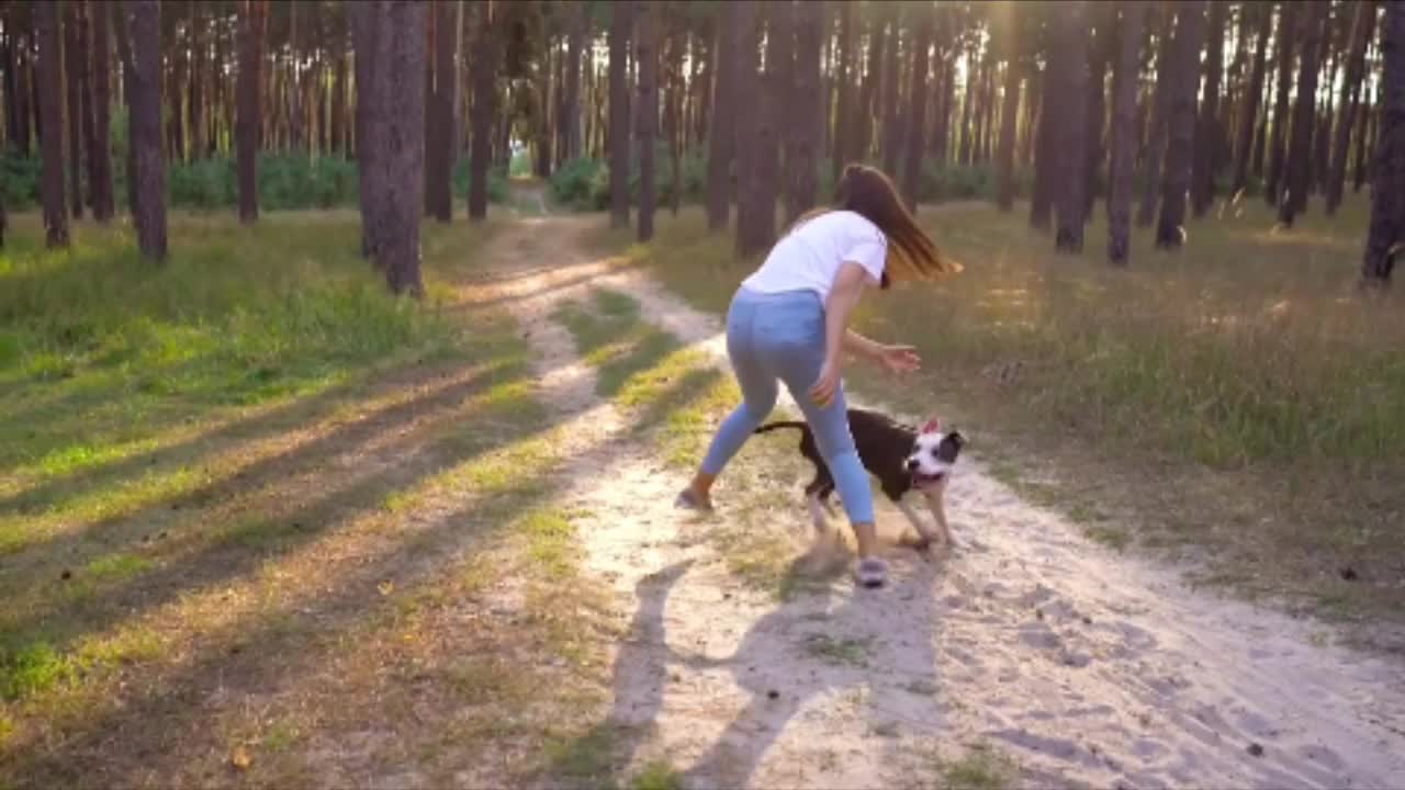 Beautiful dogs playing in the forest||beautiful Dog's videos