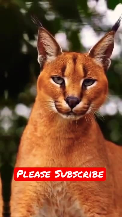 Cute animal pet's #animal #wildlife