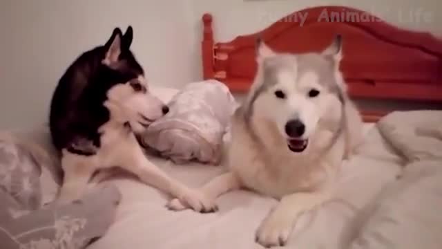 Cute Dogs And Cats That Will Make You Laugh Funny Animals Compilation 5