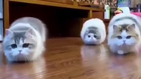 animals_cute 47