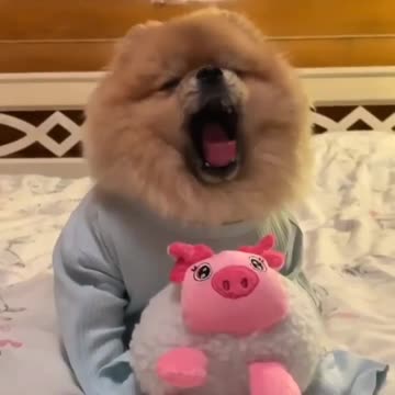 This is a dog who wears a T-shirt and has a doll