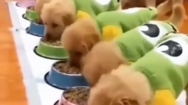 🐕‍🦺Cute Dog Videos | Funny Dogs | Smart Dog🤣