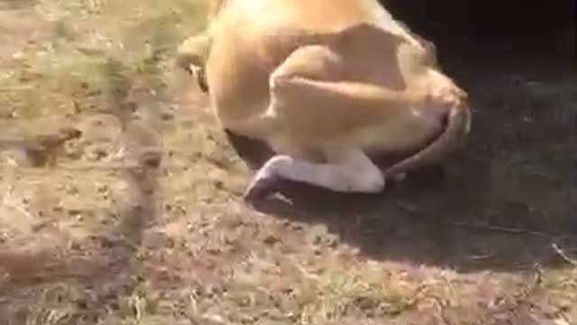 Dairy Cow Gets Head Stuck in Truck Wheel Well