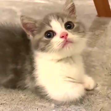 Cat aren't stupid , they are AWESOME