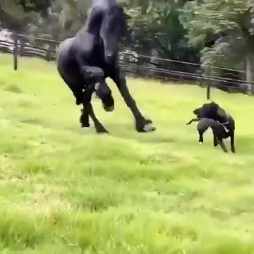 Black horse chasing dog | Viral video | Funny meme Whatsapp status | Whatsapp video | Viral file