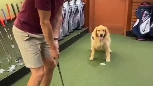 Dog loves golf 🏌️🐕