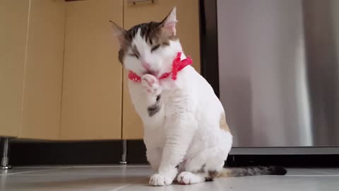 simply a cat licking itself