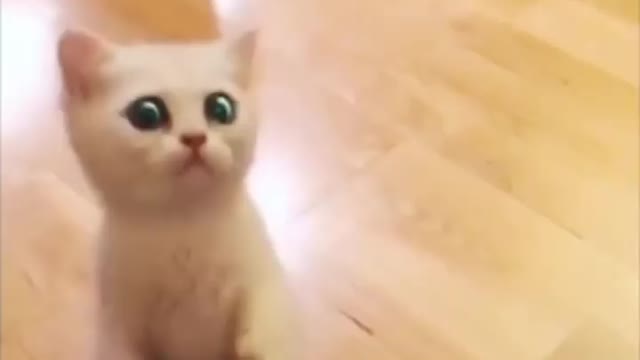 Funny Animals video part4