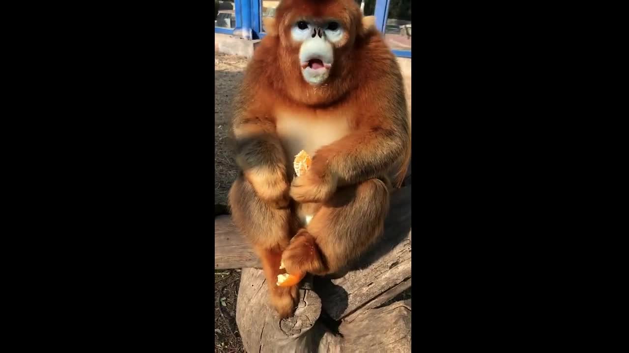 Golden Snub Nosed Monkey Enjoys Eating Oranges