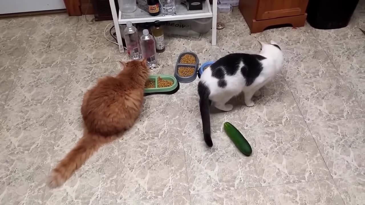 Funny cats scared of cucumbers cat vs cucumber compilation Gatos VS pepinos