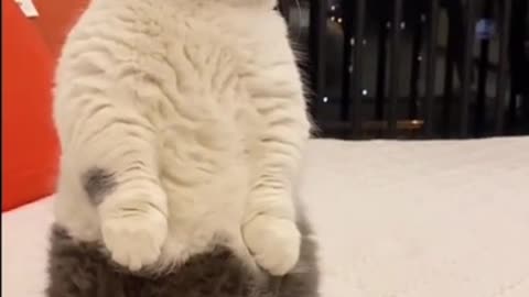 Absolute MUST WATCH! This cat is SO WEIRD! Cute and funny! TRY NOT TO LAUGH