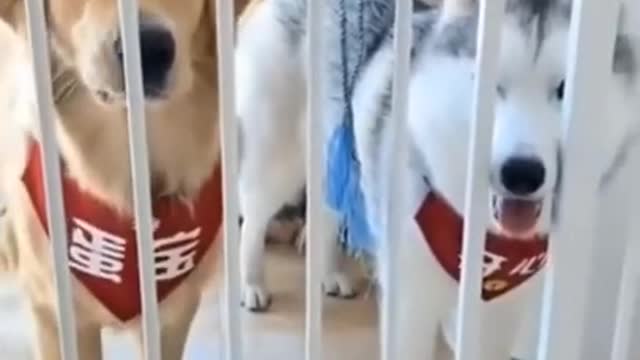 Funny😂 Dogs reaction || Try to no laugh 😂😂😂