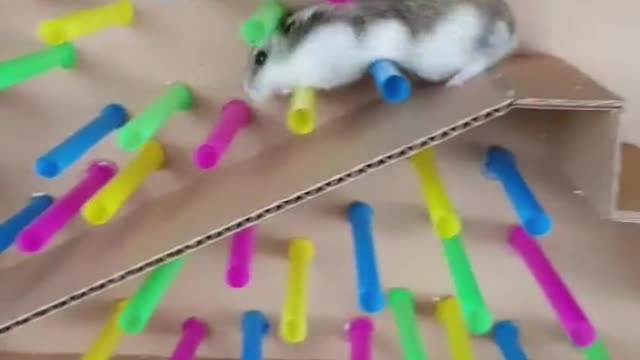 Reverse 🐹 #hamster #maze #fyp