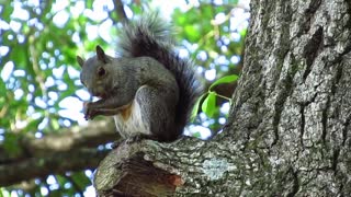 Okefenokee Swamp Visit (preview)